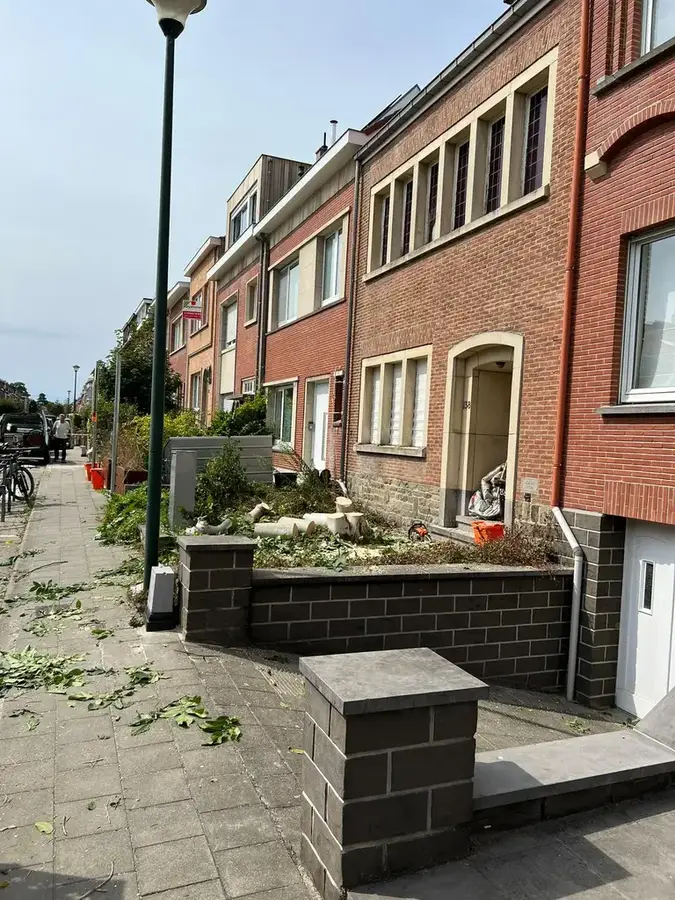 Abattage & élagage d’arbres