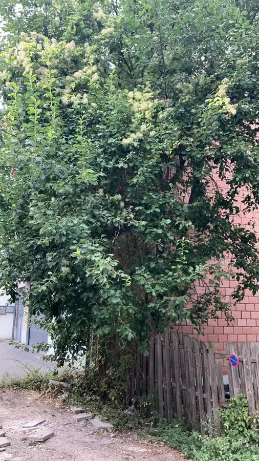 Abattage & élagage d’arbres